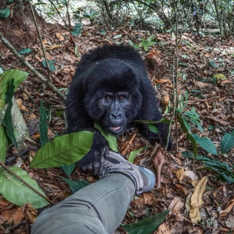 3 Days Gorilla Trekking Safari in Uganda 4