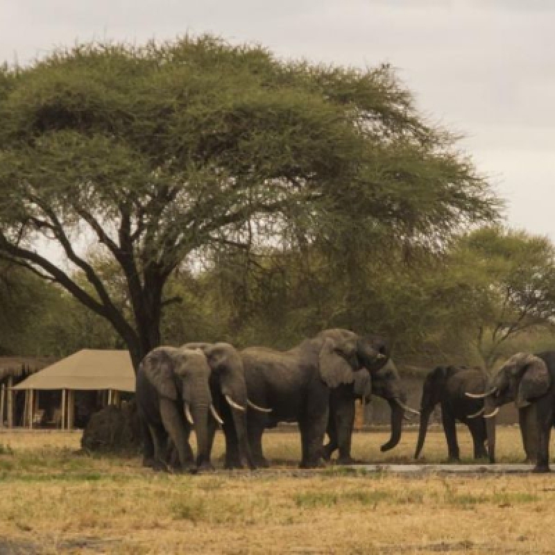 Safari Nyati - Northern Tanzania Escape 3