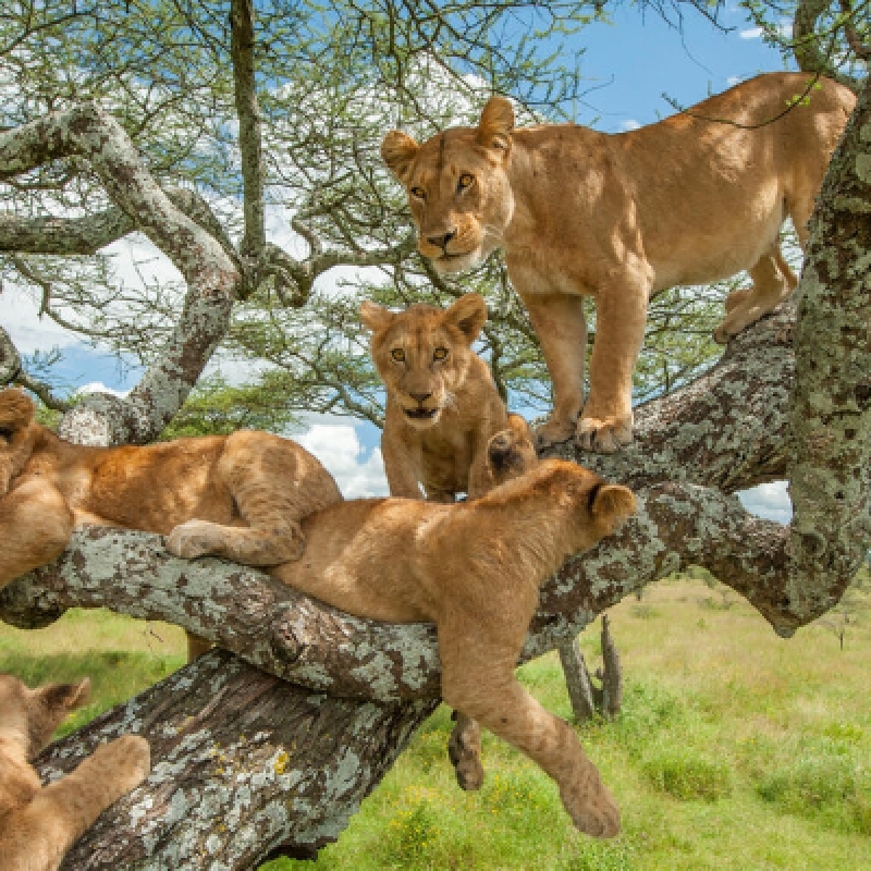 Safari Nyati - Northern Tanzania Escape 4