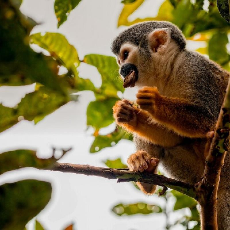 13 Days Exploring Ecuador: Highlands and Rainforest 13 Days Exploring Ecuador: Highlands and Rainforest