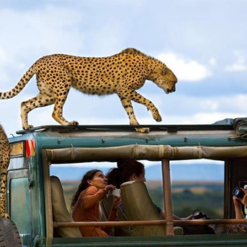 Wildlife Safari: 5-Day Maasai Mara, Lake Nakuru & Naivasha Wildlife Safari: 5-Day Maasai Mara, Lake Nakuru & Naivasha