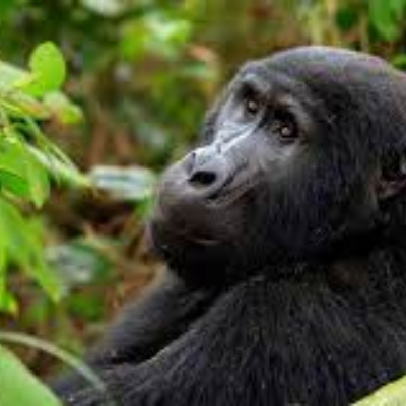 3 Days Gorilla Tracking in Uganda / Bwindi Forest 1