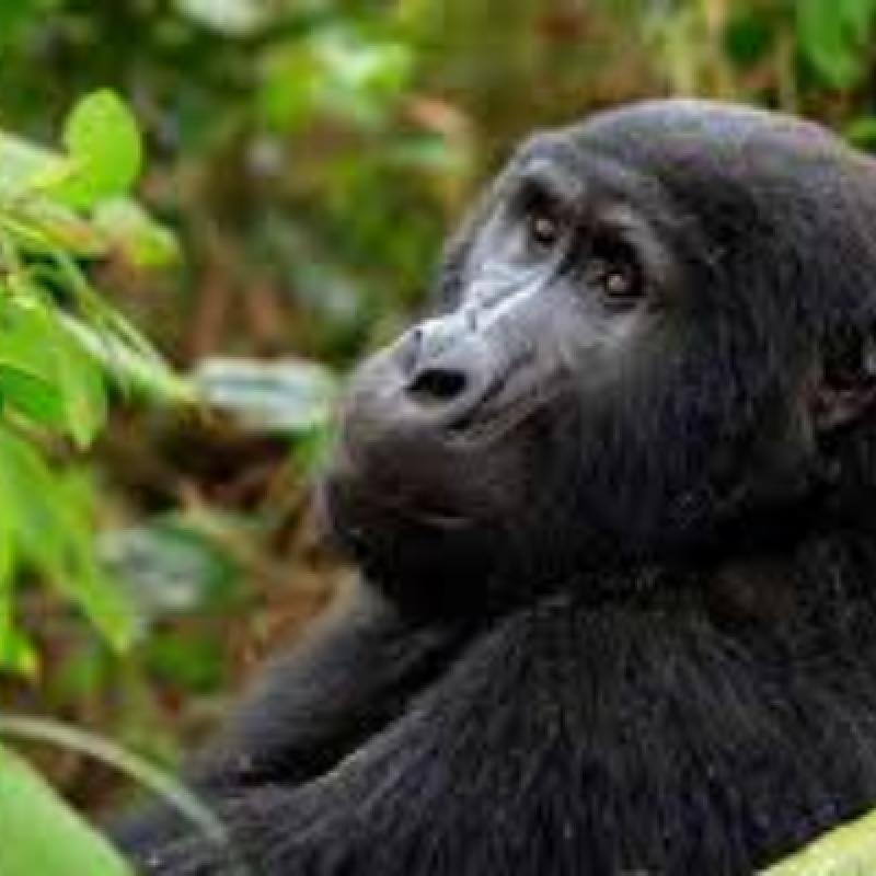 3 DAYS GORILLA TRACKING IN UGANDA /BWINDI FOREST 3 DAYS GORILLA TRACKING IN UGANDA /BWINDI FOREST