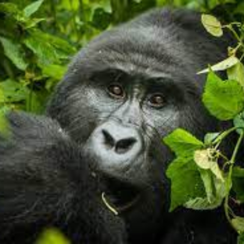 3 Days Gorilla Tracking in Uganda / Bwindi Forest 2
