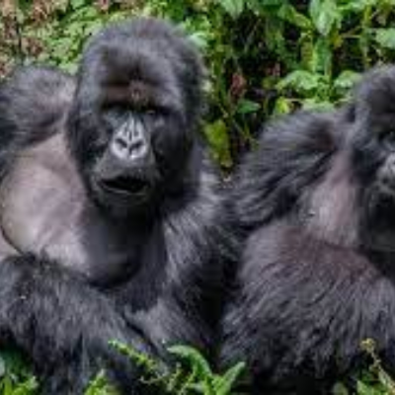 3 Days Gorilla Tracking in Uganda / Bwindi Forest 3