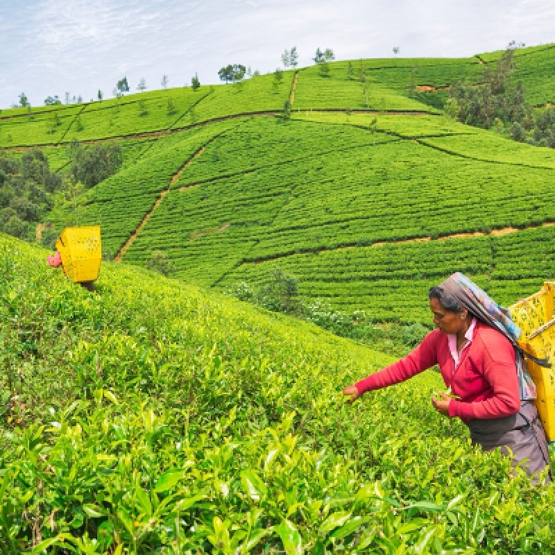 07 Days of Sri Lankan Splendor with Star-Class Hotels, Dining, and Breakfast Included 2
