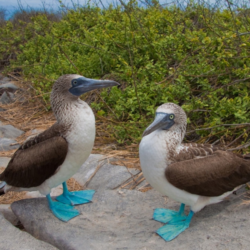 5 Days Galapagos Fascinating Nature 3