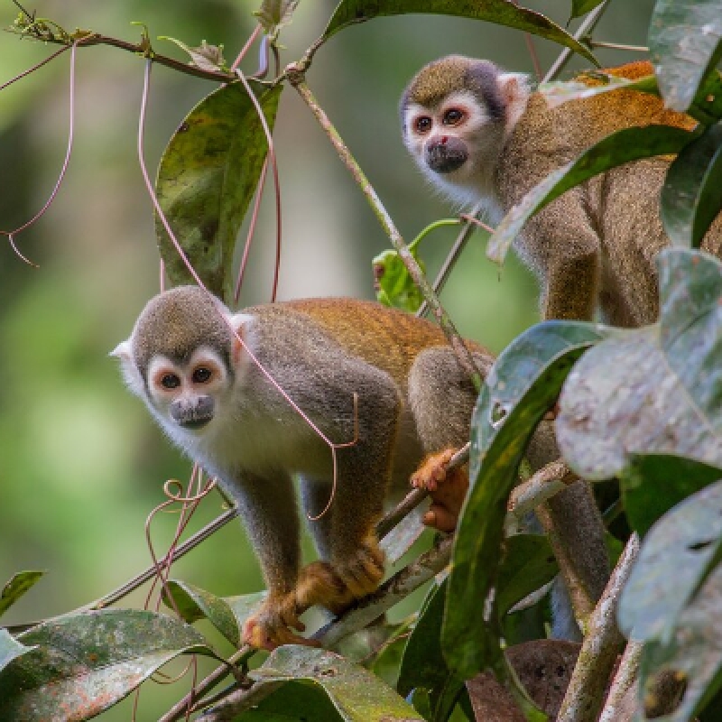 4 Days Cultural Yasuni Jungle Tour 4