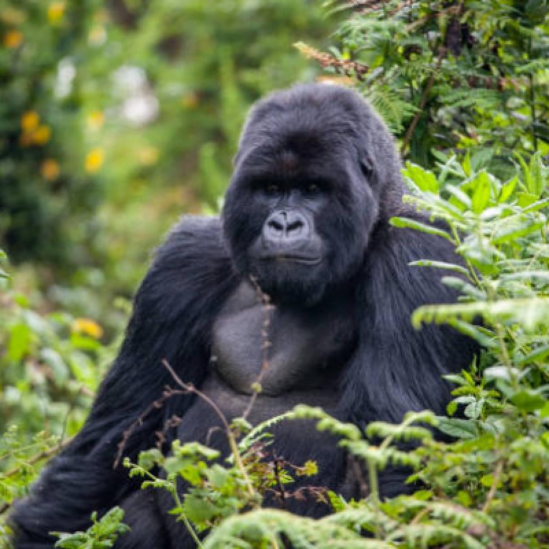 5 DAYS CHIMPANZEE AND GORILLA TRACKING 5 DAYS CHIMPANZEE AND GORILLA TRACKING