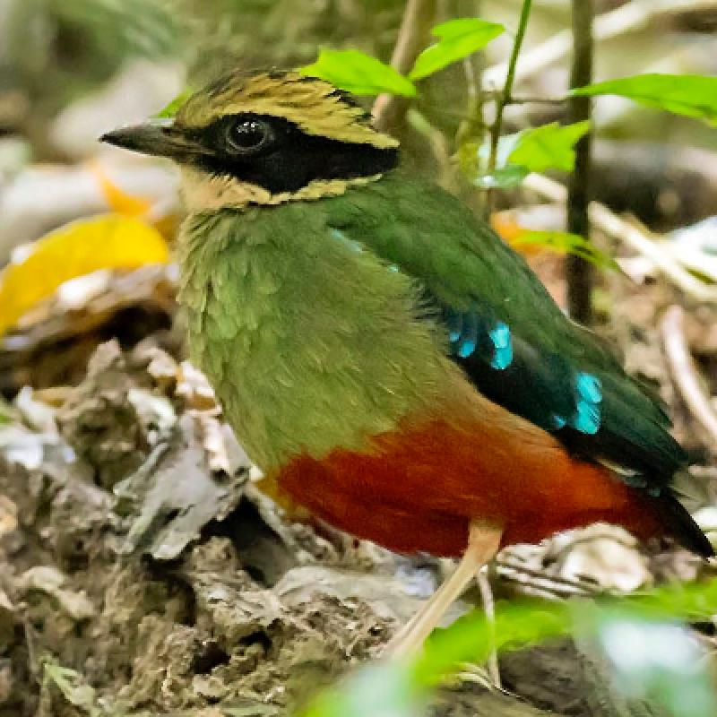 11 DAYS BIRDING AND WILDLIFE SAFARI IN UGANDA 11 DAYS BIRDING AND WILDLIFE SAFARI IN UGANDA