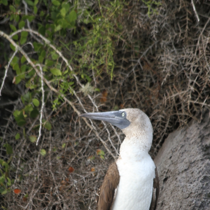 18-Days Charm of Ecuador Andes Amazon Galapagos Island Hopping 2