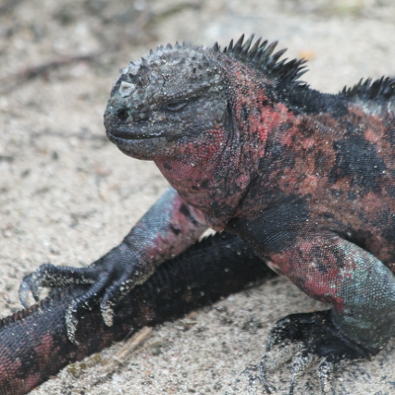 18-Days Charm of Ecuador Andes Amazon Galapagos Island Hopping 3