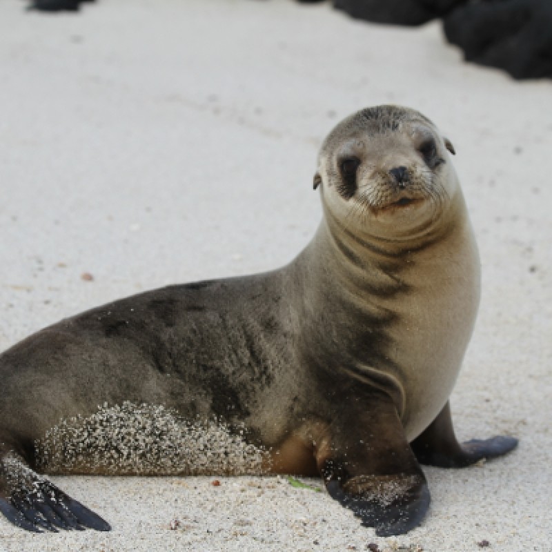 18-Days Charm of Ecuador Andes Amazon Galapagos Island Hopping 1