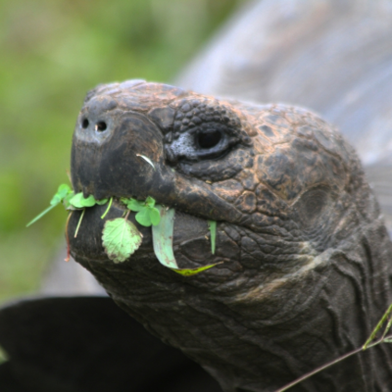 18-Days Charm of Ecuador Andes Amazon Galapagos Island Hopping 4
