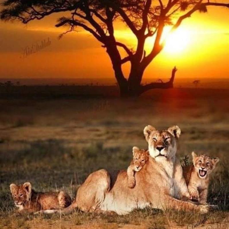 Big Five Safari and Zanzibar Beach Holiday Big Five Safari and Zanzibar Beach Holiday
