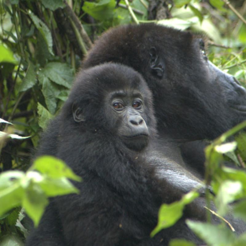 2 DAYS GORILLA TREKKING IN BWINDI FROM KIGALI/RWANDA 2 DAYS GORILLA TREKKING IN BWINDI FROM KIGALI/RWANDA