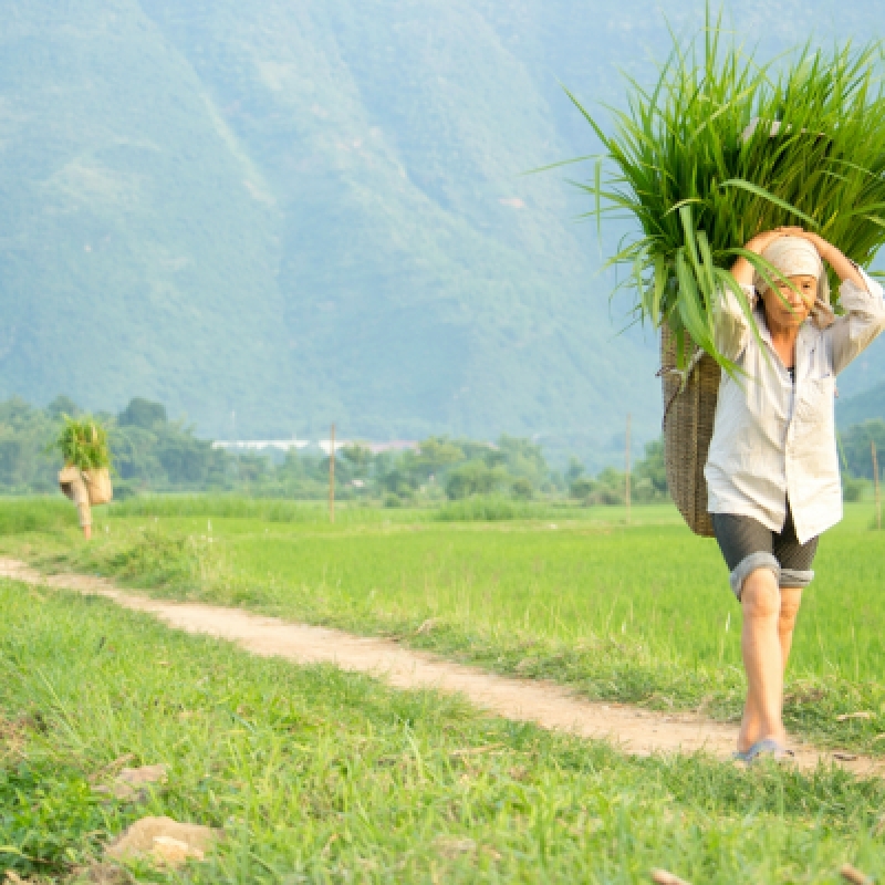 10 Day Vietnam homestay tour: Encounter the culture, feel the lifestyle 3