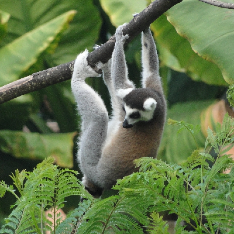 Admire lemurs on the RN7 3