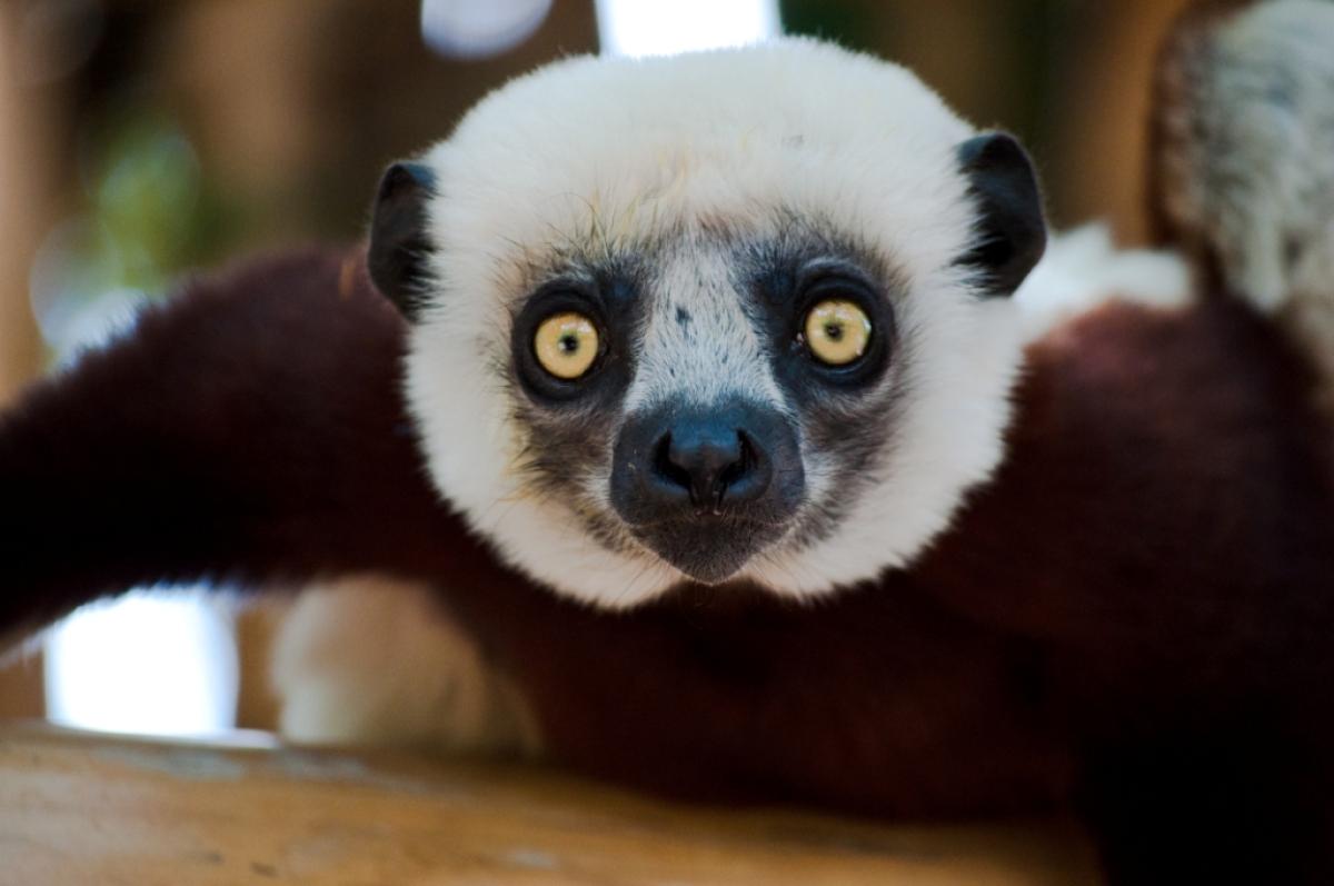 Madagascar splendid East journey Madagascar splendid East journey