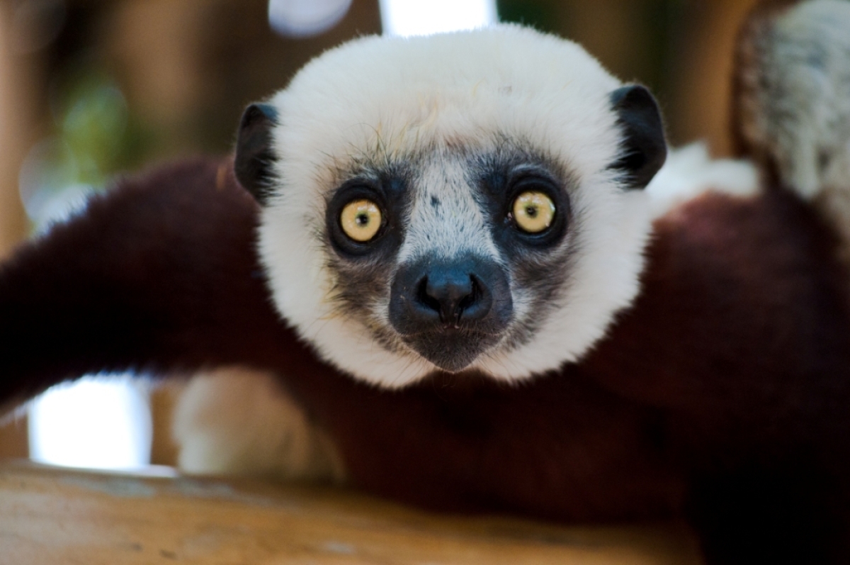 Madagascar splendid East journey 1