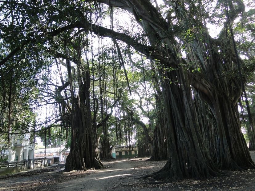 Madagascar splendid East journey 4