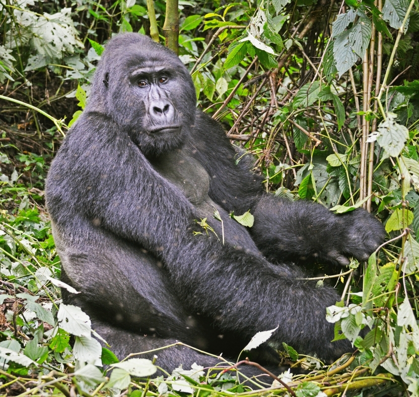 12-Days in Uganda, Kenya & Tanzania: Gorillas, Chimps & The Big Five 1