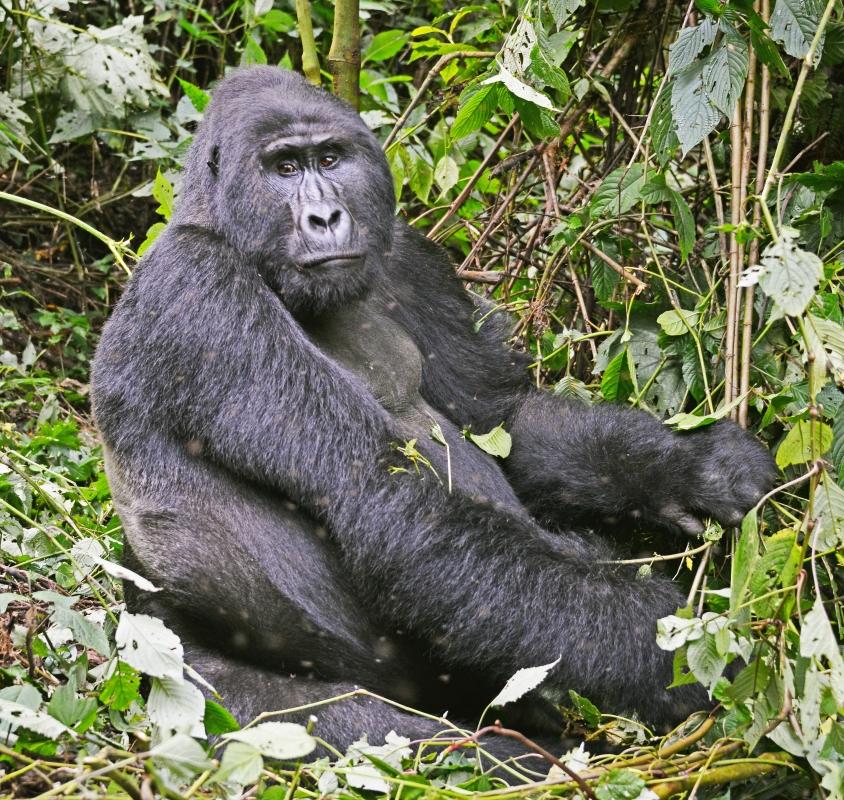 12-Days in Uganda, Kenya & Tanzania: Gorillas, Chimps & The Big Five 12-Days in Uganda, Kenya & Tanzania: Gorillas, Chimps & The Big Five