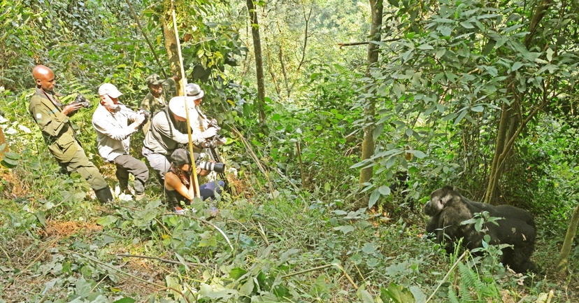 12-Days in Uganda, Kenya & Tanzania: Gorillas, Chimps & The Big Five 2