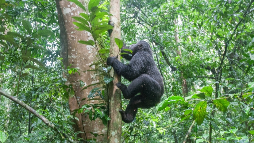 7-Day Chimps, Gorillas Trekking and Wildlife Tour 2