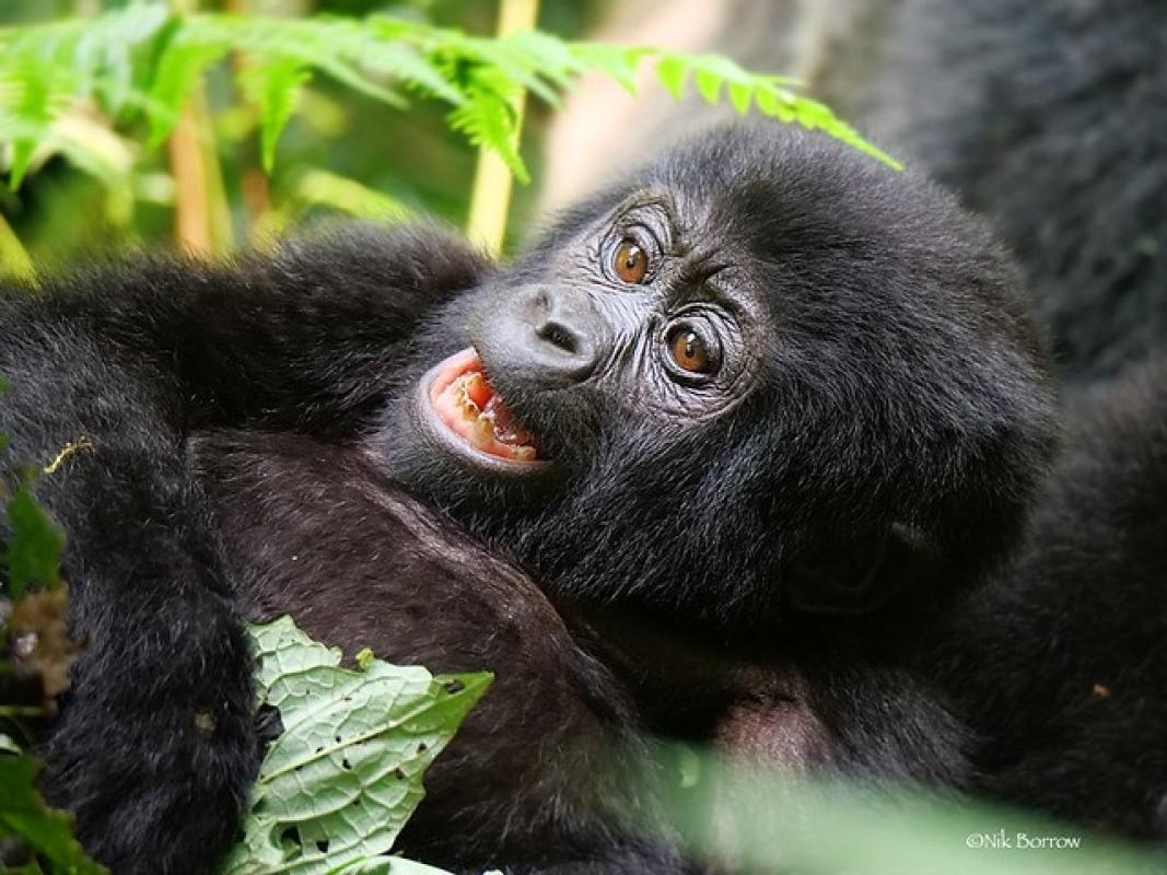 3-Day Gorilla Trekking in Mgahinga Park 3-Day Gorilla Trekking in Mgahinga Park
