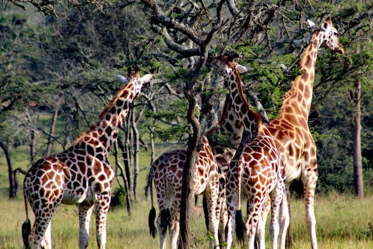 13-Day Uganda Wildlife and Gorilla Trekking Safari 13-Day Uganda Wildlife and Gorilla Trekking Safari
