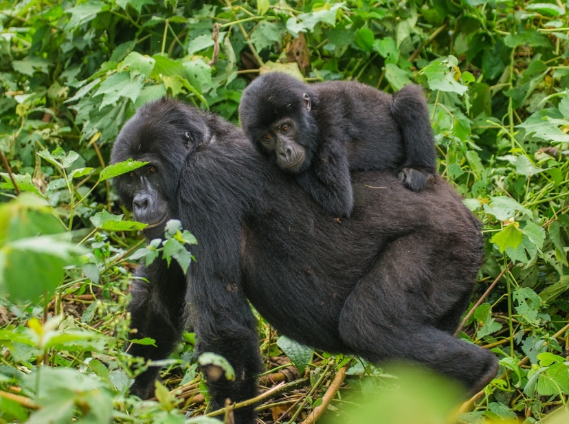13-Day Uganda Wildlife and Gorilla Trekking Safari 3