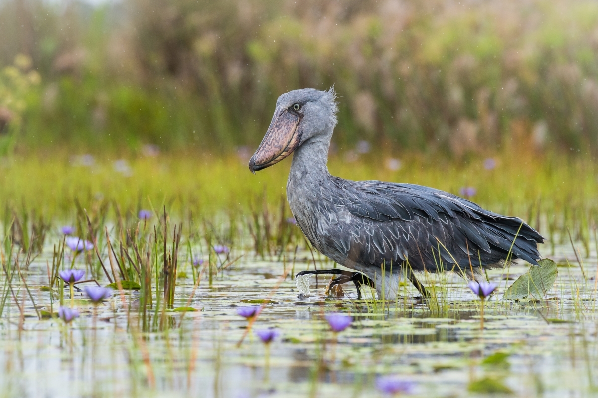 Uganda Birding Tour 7 Days Ziwa Rhino Nile Delta Murchison Falls Safari 1