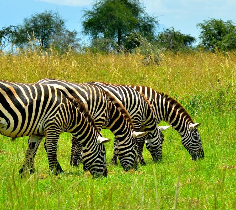 12-Day Budget Trip: Gorillas, Chimps Trekking and Wildlife Safaris 12-Day Budget Trip: Gorillas, Chimps Trekking and Wildlife Safaris