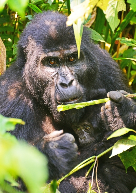 10-day Best of Primates Safari 3