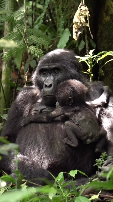 10-day Primates, Gorillas, Uganda Wildlife Tour 2