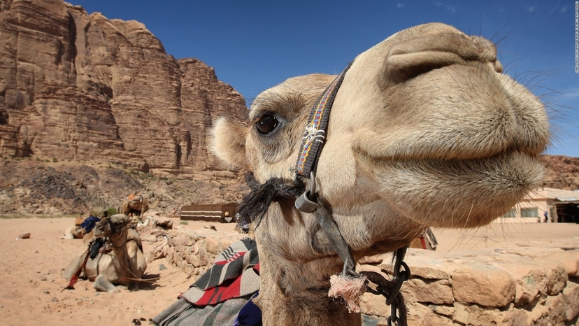 5 Days Amman Petra – Wadi Rum Tour From Jordan 4