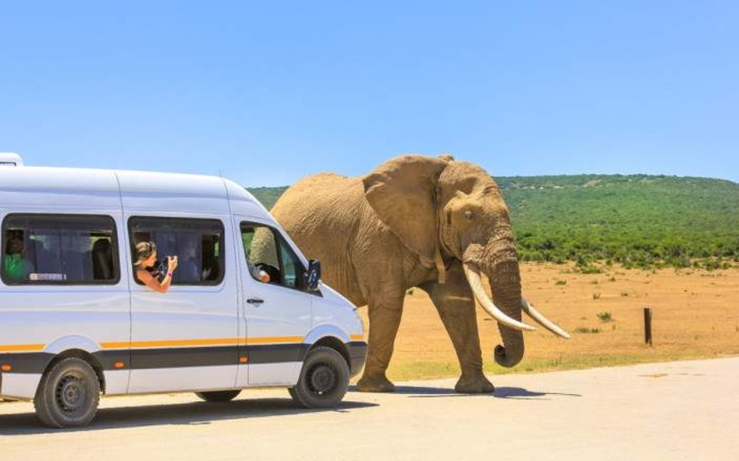 South Africa: Addo Elephant National Park Half Day Safari 3