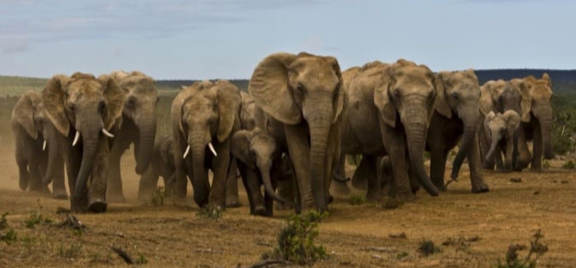 South Africa: Addo Elephant National Park Full Day 4