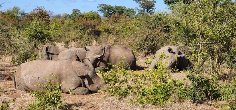 Rhino Walking Safari 2