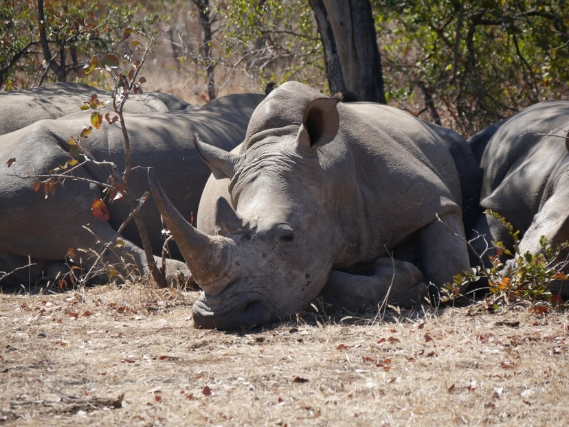 Rhino Walking Safari 3