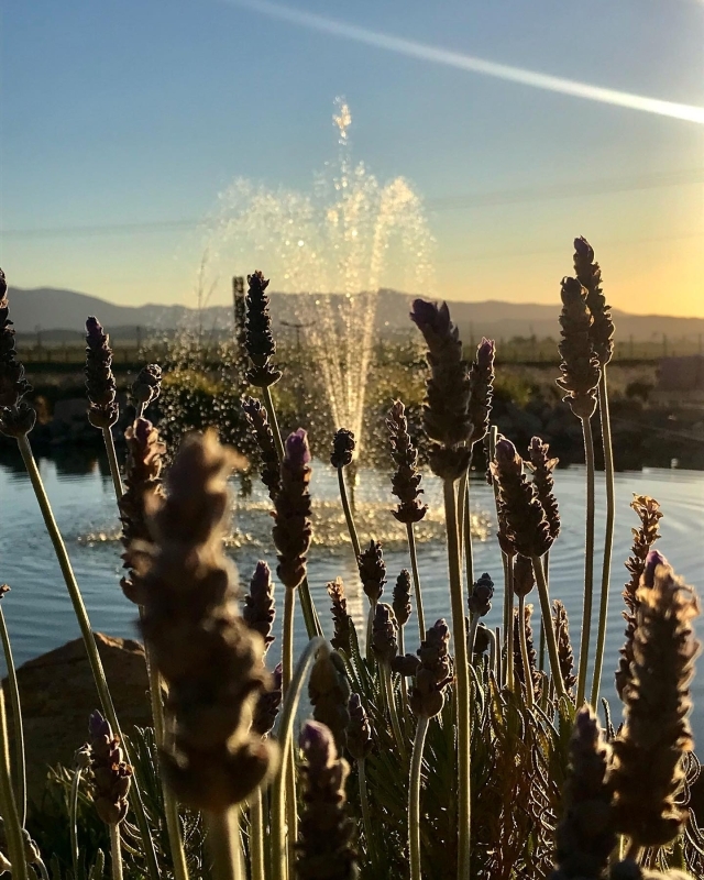 Cheese & Wine Route Tour – Ojos Negros Valley 4
