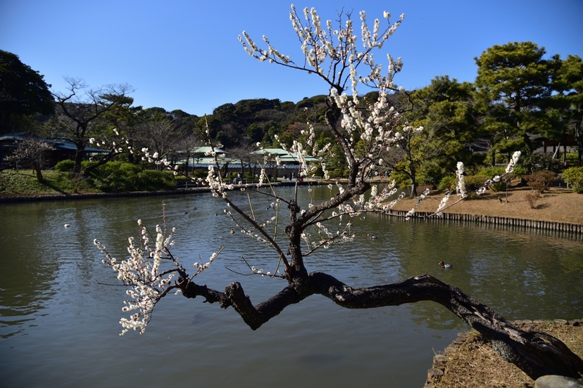 Shore Excursion Yokohama by Private Vehicle with Licensed Guide 2