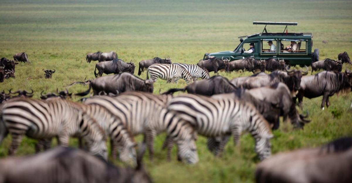 Tanzania Migration Safari Tanzania Migration Safari