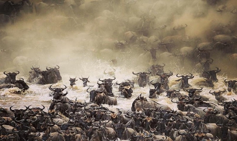 The Great Migration Safari 2