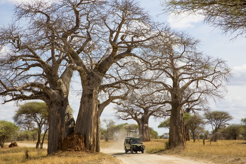11 Days Tanzania Big Game Safari 2
