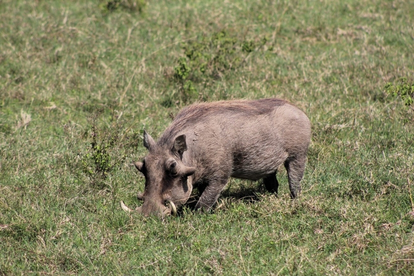 6 Days Masai Mara, Lake Nakuru and Amboseli 2