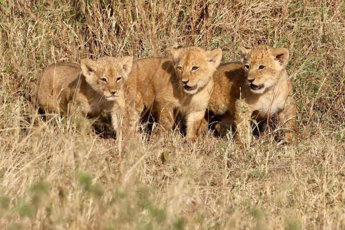7 Days Remarkable Tanzania Wildlife Safari. 7 Days Remarkable Tanzania Wildlife Safari.