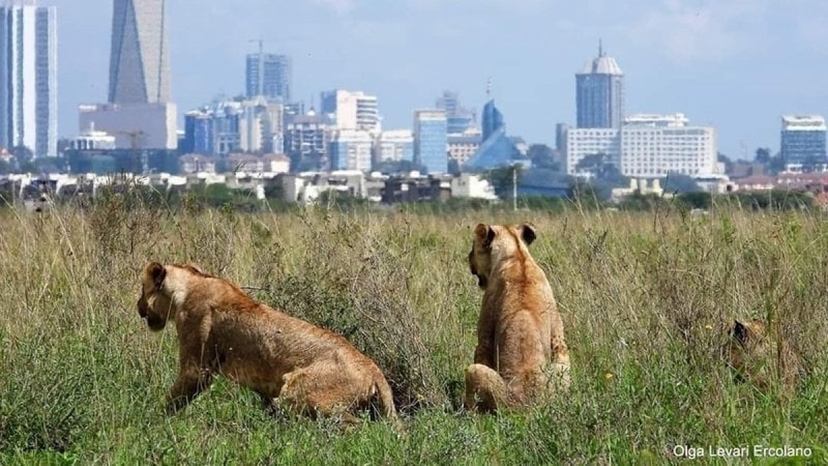 Day trip to Nairobi National park and Giraffe center 2