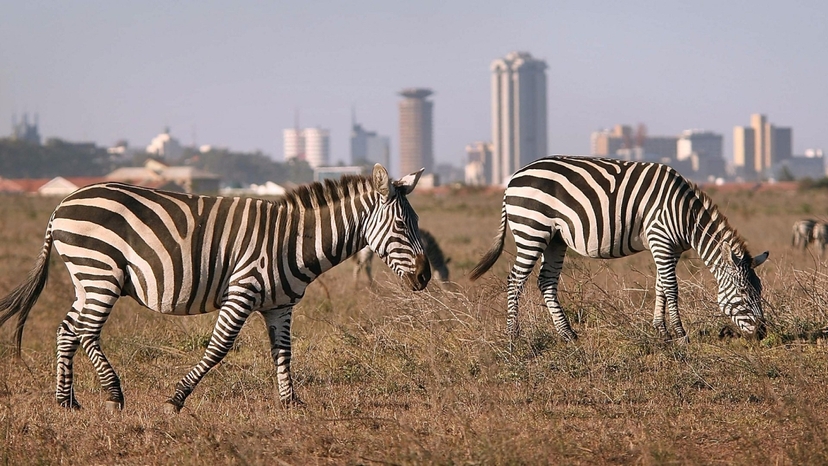 Day trip to Nairobi National park and Giraffe center 3
